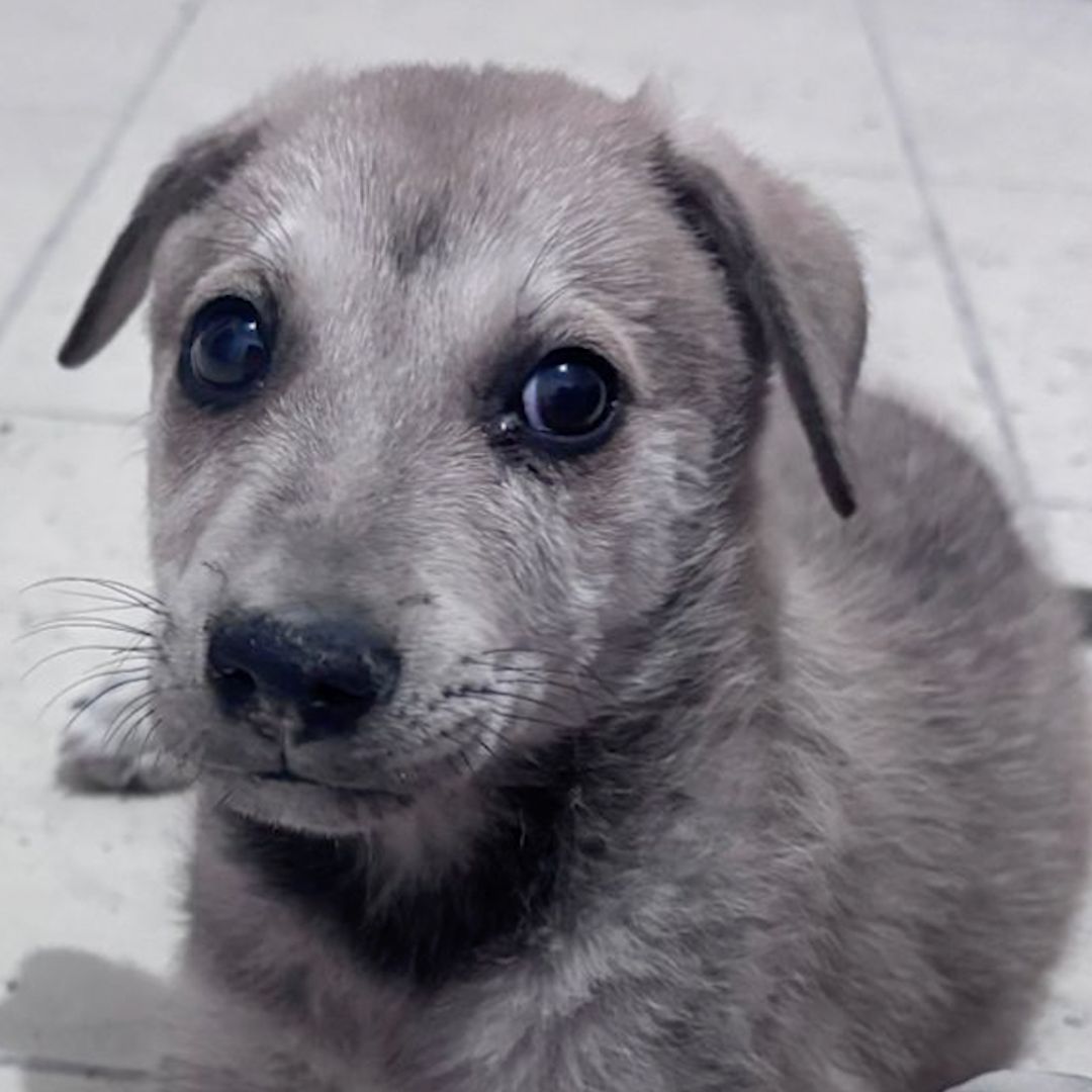 Denuncian Presunto Maltrato de Perros Después de ser Adoptados en Saltillo